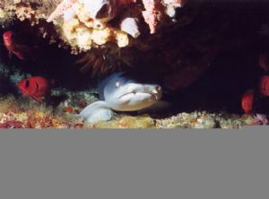 Who is that bloddy diver like animal? Will it harm me? I ... by Bobaly Mihaly 